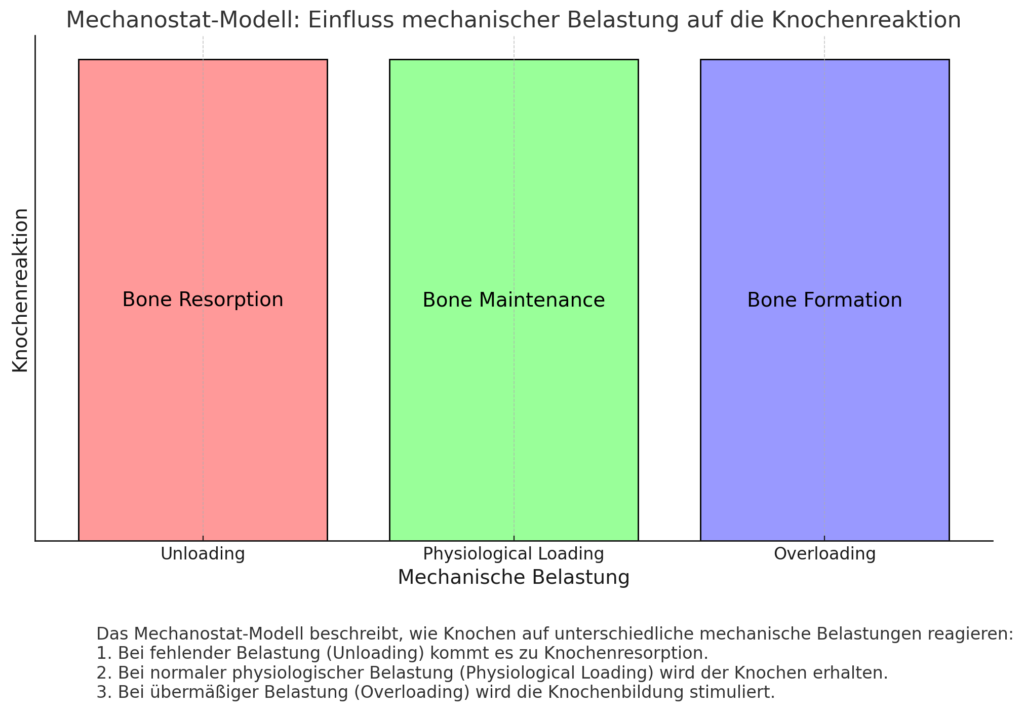 Mechanostat Modell